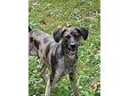 Boomer Mountain Cur Young Male