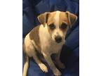 Almond Jack Russell Terrier Puppy Female