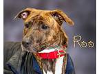 Rue Mountain Cur Young Female