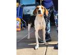 Curly Treeing Walker Coonhound Young Male