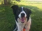 Dex Border Collie Young Male