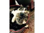Izzy & Kizzy (Courtesy Post) Maine Coon Adult Male