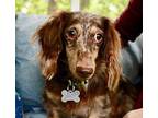 Sparkles Dachshund Young Female