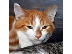 The Fast and Purriest - Kitten Hobbs Domestic Shorthair Young Male