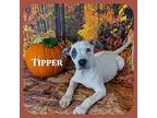Tipper Boxer Puppy Male