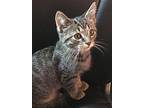 Fred Domestic Shorthair Kitten Male