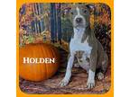 Holden Boxer Puppy Male