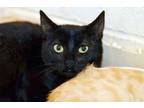 Kitty Domestic Shorthair Young Female