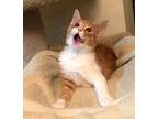 Luke Skywhiskers Domestic Shorthair Kitten Male