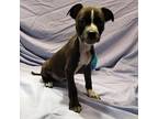 Polo American Pit Bull Terrier Puppy Male