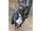 Thea American Staffordshire Terrier Adult Female