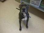 Blue American Staffordshire Terrier Adult Male