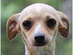 Gidget Chihuahua Adult Female