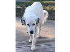 Mayzie Great Pyrenees Adult Female