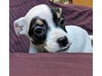 Raven Jack Russell Terrier Puppy Female