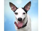 Romeo Rat Terrier Young Male