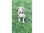 MALLORY American Staffordshire Terrier Puppy Female