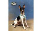 Flower Rat Terrier Young Female