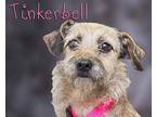 Tinkerbell Wirehaired Fox Terrier Adult Female