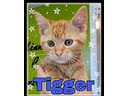 Tigger Domestic Shorthair Kitten Male
