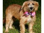 BUTTERCUP Irish Terrier Young Female