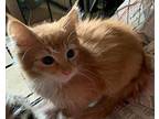 Stevie Domestic Mediumhair Kitten Female