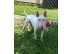 Billy Jack Bull Terrier Young Male