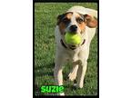 Suzie - Foster / 2018 Rat Terrier Young Female