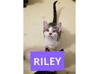 Riley Siamese Kitten Male
