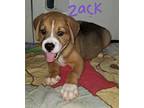 Zack Boxer Puppy Male