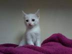 Bianca Domestic Shorthair Kitten Female