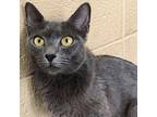 Grace Russian Blue Young Female