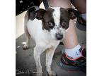 Patches Jack Russell Terrier Adult Male