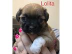 Lolita Chihuahua Puppy Female