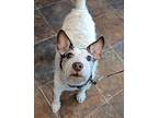 Petey Cherokee Jack Russell Terrier Senior Male