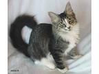 Bellini Maine Coon Young Female