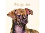 Margarita Chihuahua Puppy Female