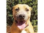 Hilarious Mr Hondo ~ American Bully American Staffordshire Terrier Young Male