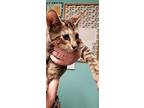 Winchester Domestic Shorthair Kitten Male