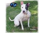 Luna Bull Terrier Young Female