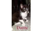 Dante Domestic Shorthair Kitten Male
