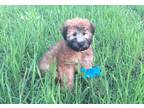 Soft Coated Wheaten Terrier Puppy for Sale - Adoption, Rescue