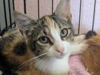 Ingrid Domestic Shorthair Kitten Female
