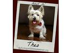 THEO Westie, West Highland White Terrier Adult Male