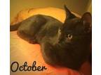 October Domestic Shorthair Kitten Male
