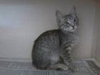 Margie Domestic Shorthair Kitten Female