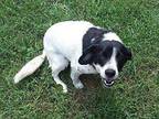 Jack Black Border Collie Young Male