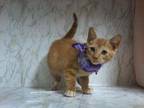 Chester Domestic Shorthair Kitten Female