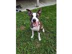 Kobe Pit Bull Terrier Young Male
