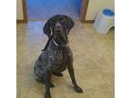 Daisy (GSP) German Shorthaired Pointer Adult Female